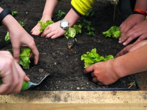 17.06.2019 – Projekt Garden Food (zeměpisný kroužek) – Album - fotografie 5