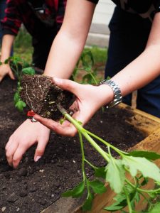 17.06.2019 – Projekt Garden Food (zeměpisný kroužek) – Album - fotografie 7