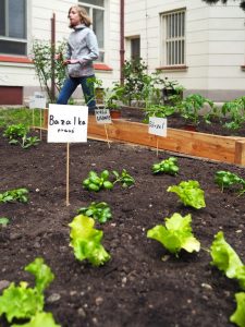 17.06.2019 – Projekt Garden Food (zeměpisný kroužek) – Album - fotografie 9