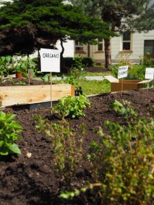 17.06.2019 – Projekt Garden Food (zeměpisný kroužek) – Album - fotografie 11