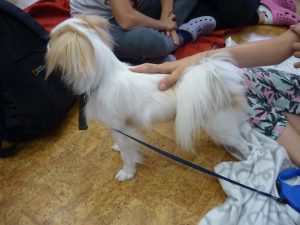 18.06.2015 – PET LESSON (hodina přírodovědy 5.B) – Album - fotografie 7