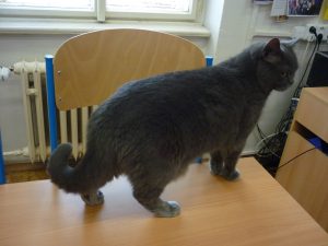 18.06.2015 – PET LESSON (hodina přírodovědy 5.B) – Album - fotografie 8