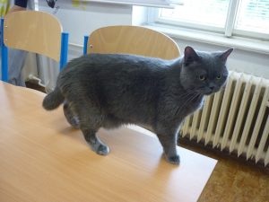 18.06.2015 – PET LESSON (hodina přírodovědy 5.B) – Album - fotografie 9
