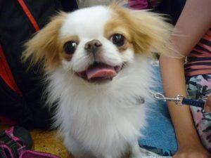 18.06.2015 – PET LESSON (hodina přírodovědy 5.B) – Album - fotografie 11