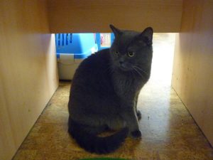 18.06.2015 – PET LESSON (hodina přírodovědy 5.B) – Album - fotografie 12