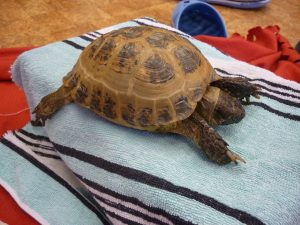 18.06.2015 – PET LESSON (hodina přírodovědy 5.B) – Album - fotografie 23