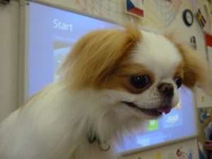 18.06.2015 – PET LESSON (hodina přírodovědy 5.B) – Album - fotografie 30
