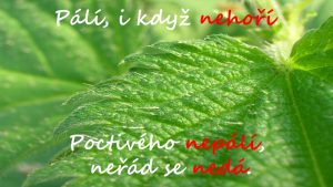 22.09.2017 – Proč kopřivy pálí – hodina přírodovědy (5.C) – Album - fotografie 11